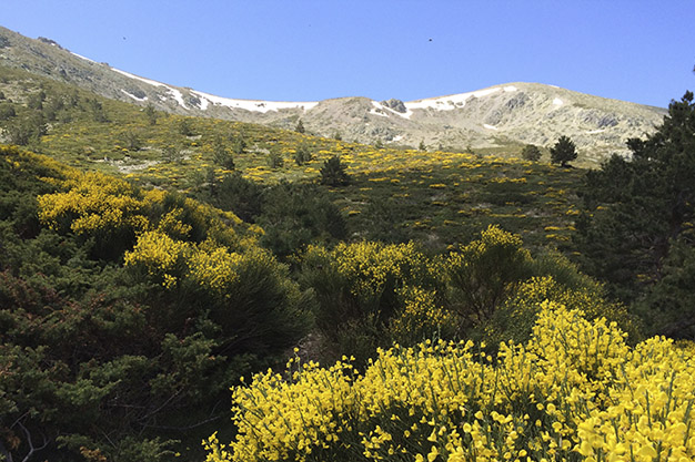 Cabezas-de-Hierro