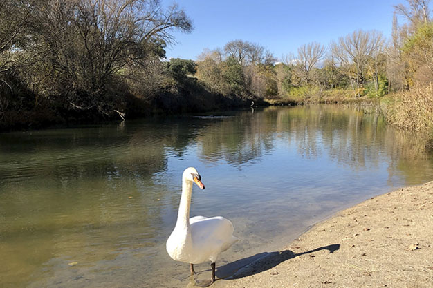Cisne-en-el-Manzanares