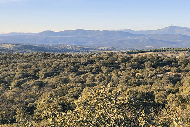 Panoramica-del-Pardo