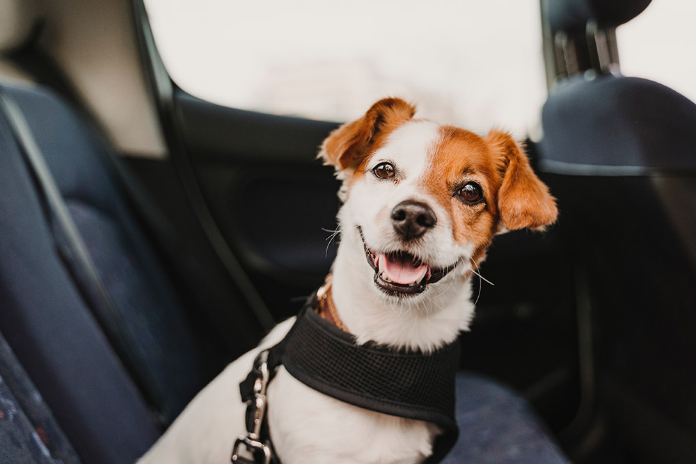 Perro contento viajando en coche seguro con su arnés de seguridad