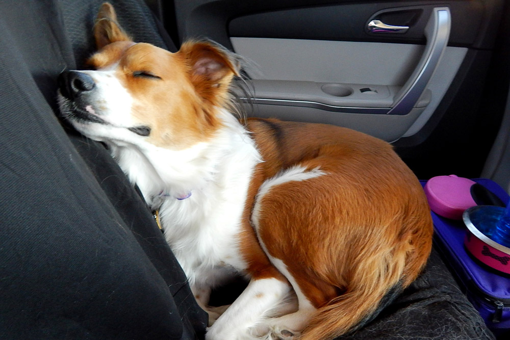 Perro dormido y relajado durante el viaje en coche