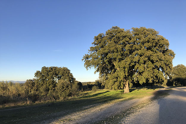 Sendero-con-vistas
