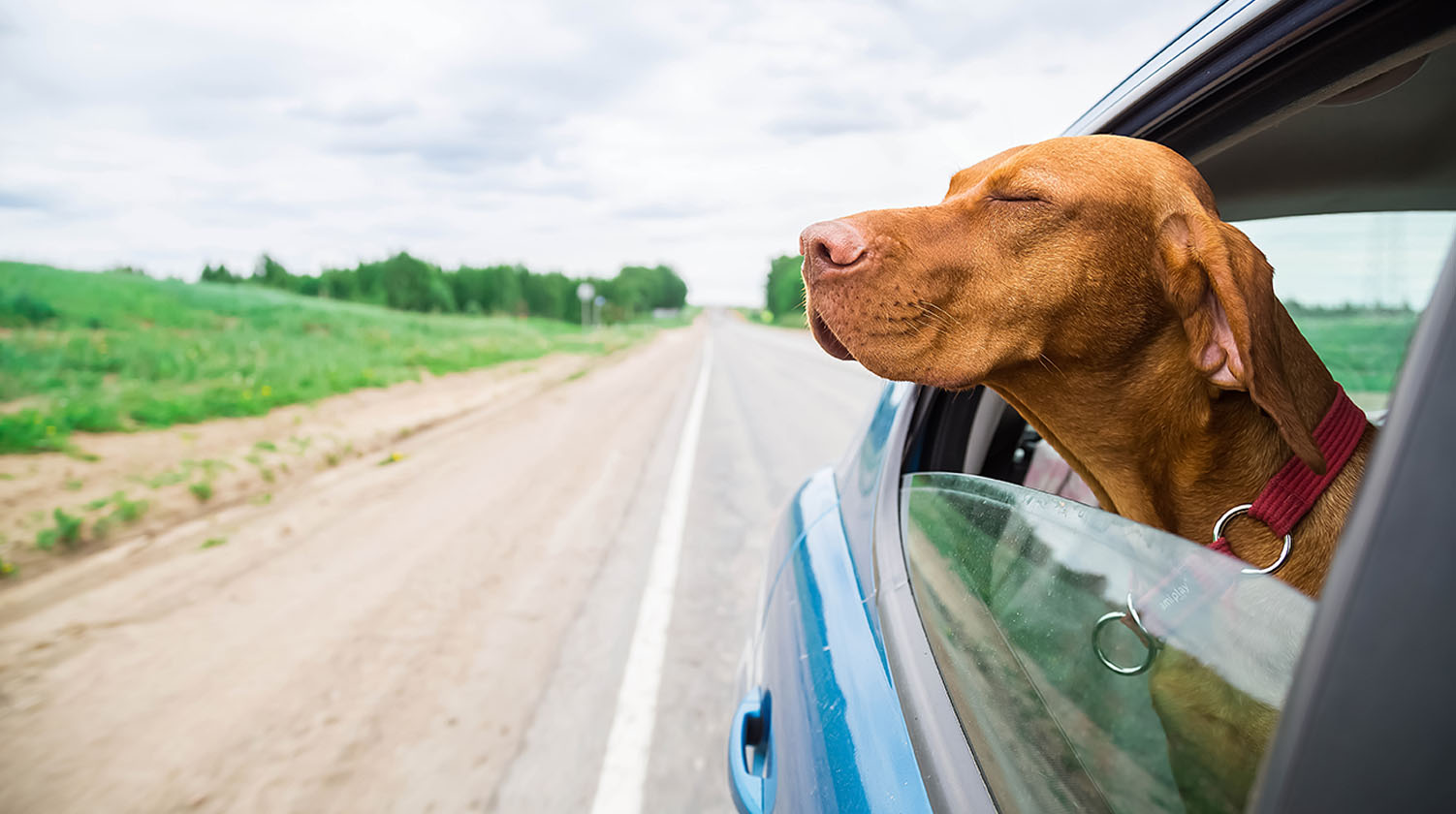 Gran danés viajando en coche con los ojos cerrados, disfrutando y relajado