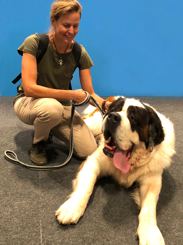 Mastín tumbado Chica posando con perro Mastín