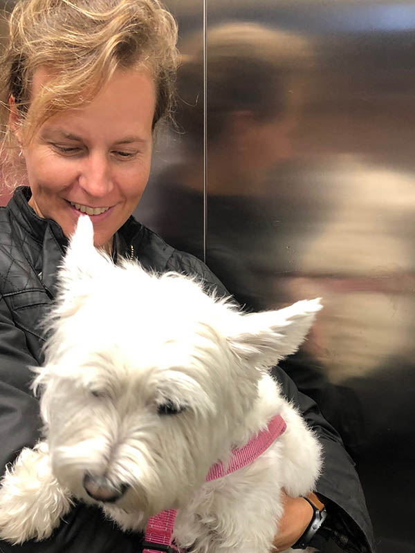 West Highland white terrier West Highland white terrier, Westie en brazos de una chica