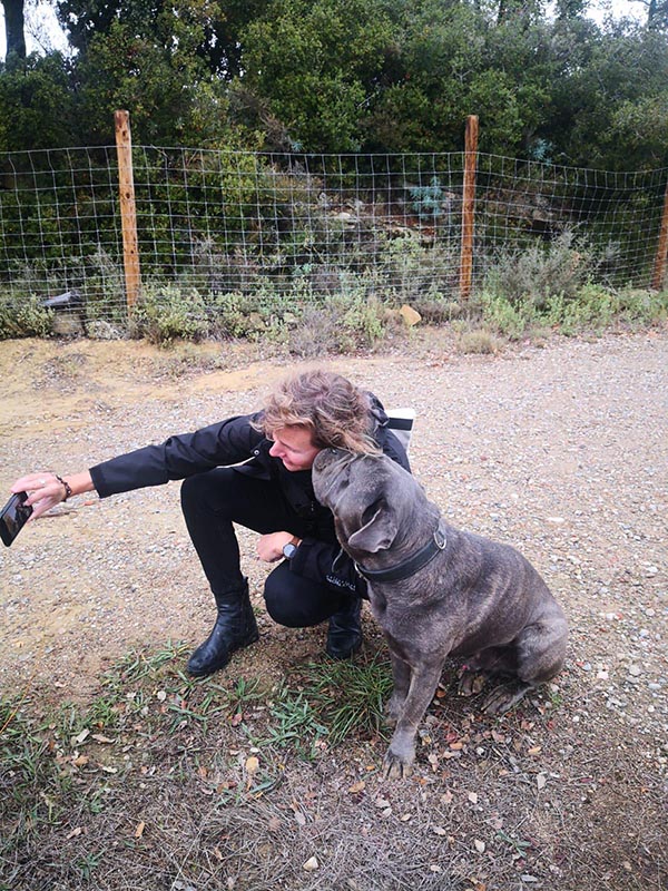 san_8 Perro gris, buldog, posando para la foto
