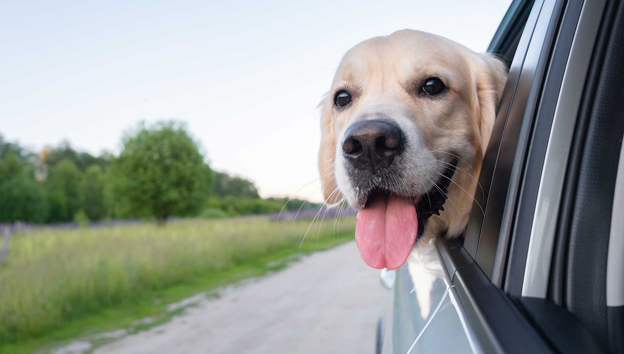 Labrador asomado por la ventanilla del coche